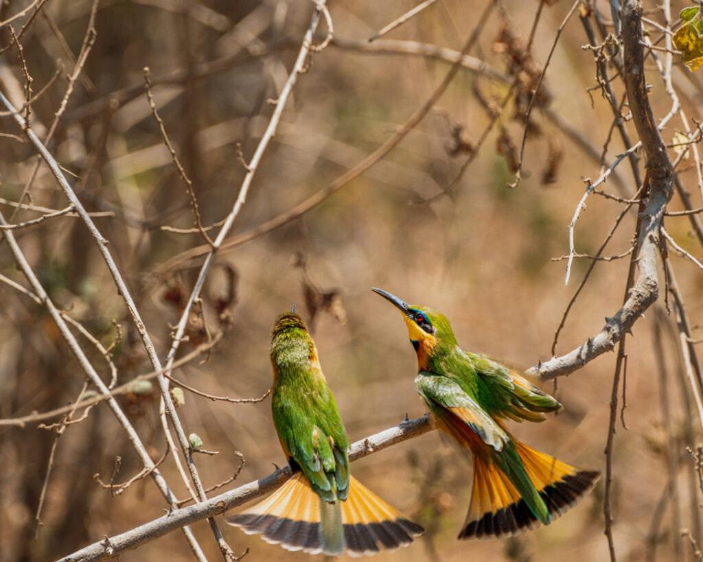 Lake Manyara is a bird watchers paradise
