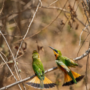 Lake Manyara is a bird watchers paradise