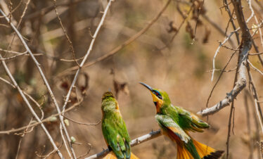 Lake Manyara is a bird watchers paradise
