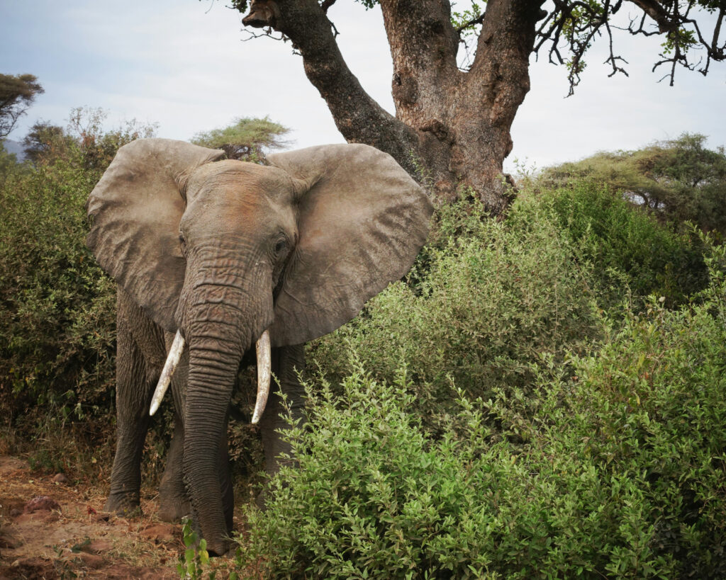 Elephant at Lake Manyara, Tanzania
