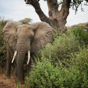 Elephant at Lake Manyara, Tanzania