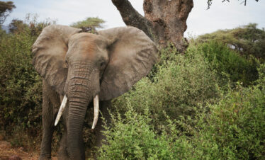 Elephant at Lake Manyara, Tanzania