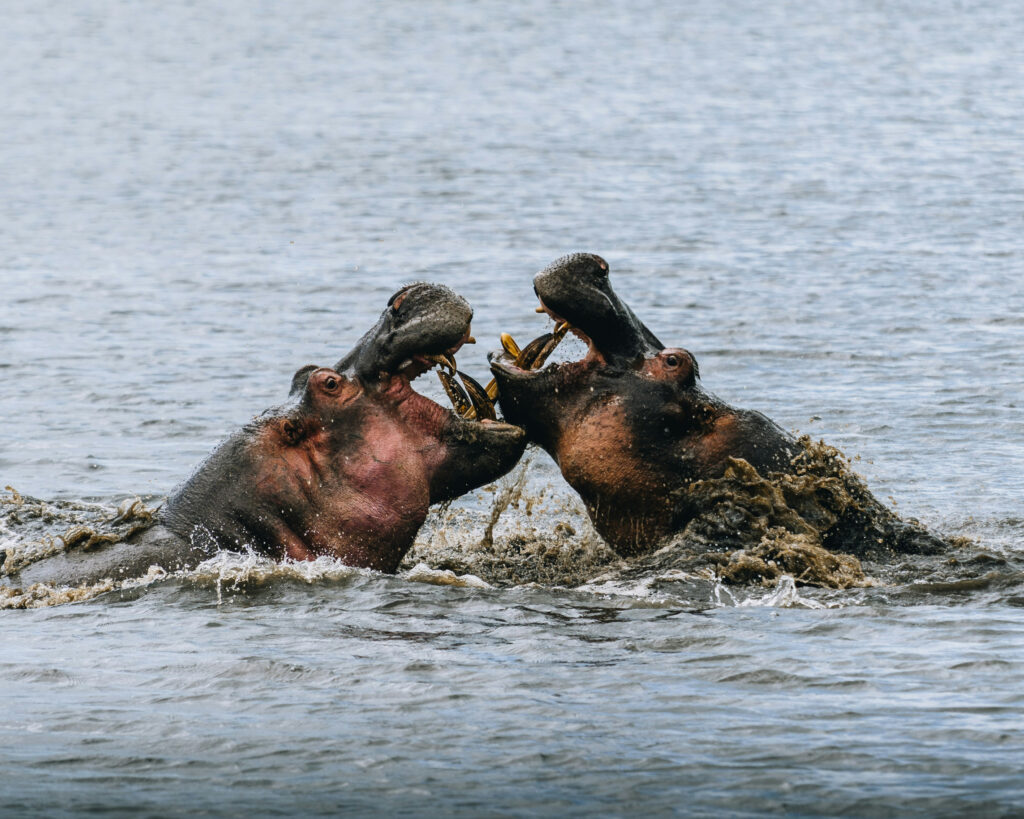 Hippos in Tanzania's national parks