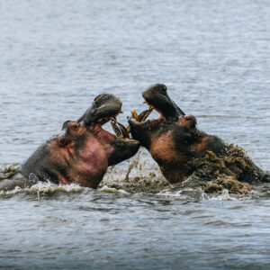 Hippos in Tanzania's national parks