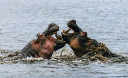 Hippos in Tanzania's national parks