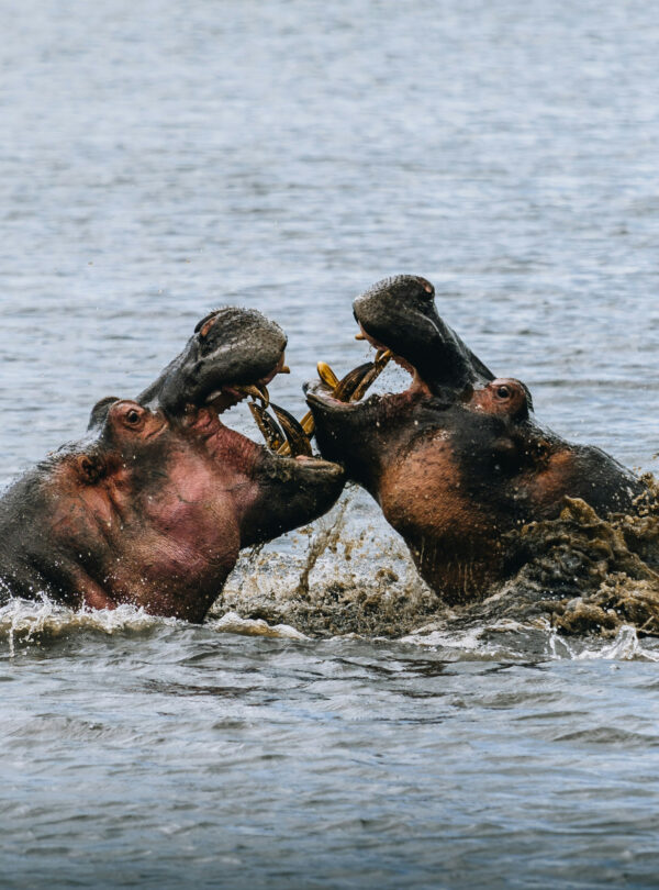 Hippos in Tanzania's national parks
