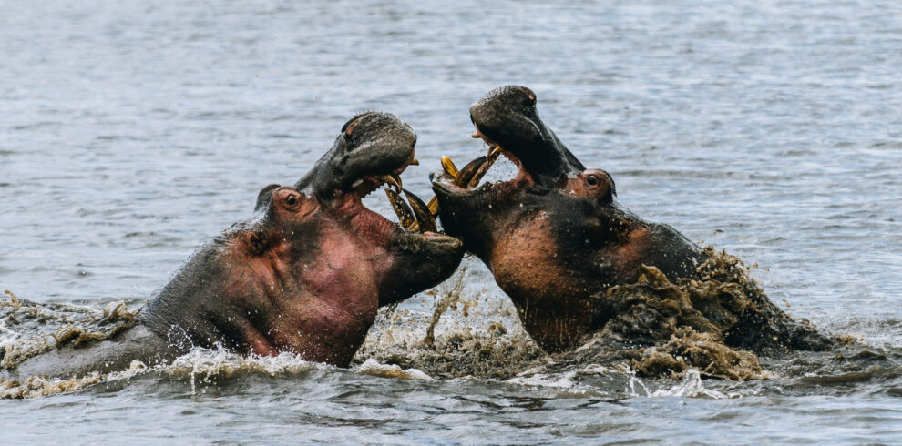 Hippos in Tanzania's national parks