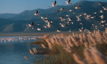 Lake Manyara with flamingos and Rift Valley escarpment