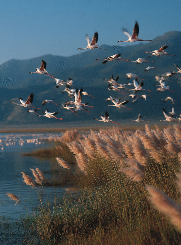 Lake Manyara with flamingos and Rift Valley escarpment