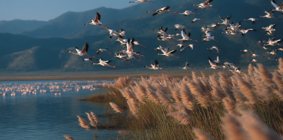 Lake Manyara with flamingos and Rift Valley escarpment