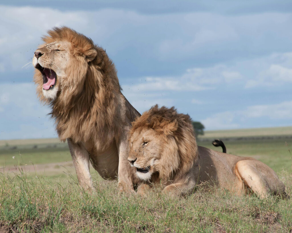 Lions in the Serengeti, Tanzania