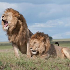 Lions in the Serengeti, Tanzania