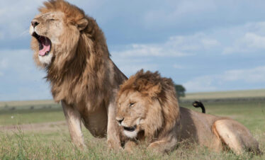 Lions in the Serengeti, Tanzania