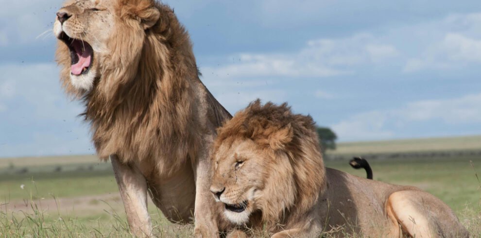 Lions in the Serengeti, Tanzania