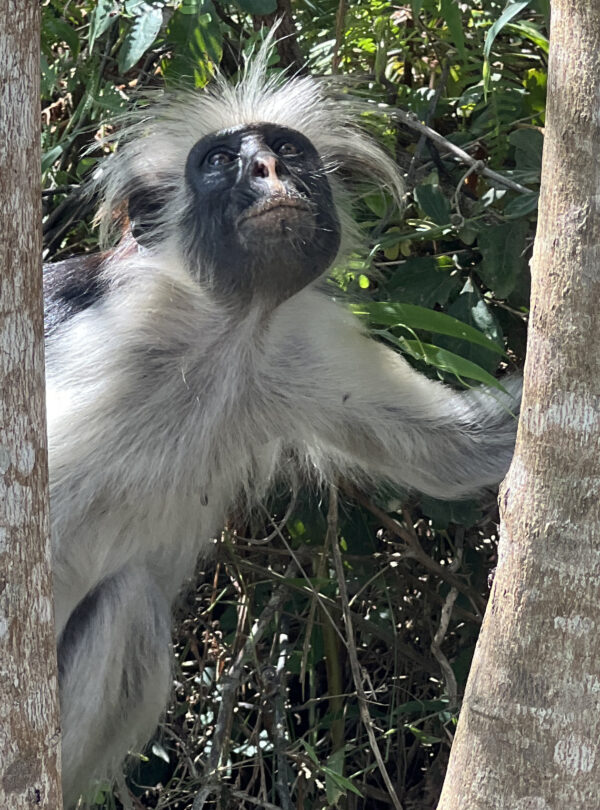 Zanzibar red colobus monkey in Jozani Forest