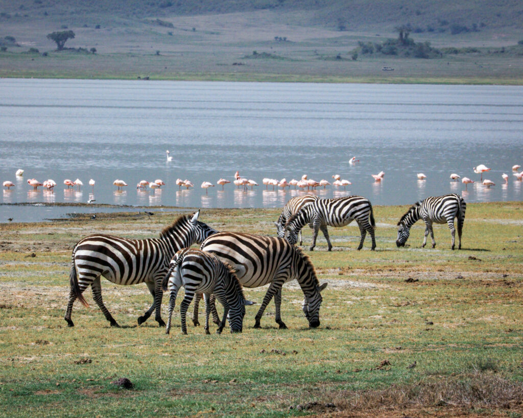 Flamingos and Zebra at Lake Manyara
