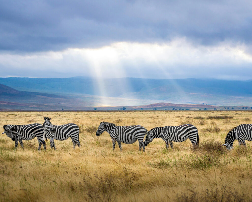 Zebra at Ngorongoro Crater