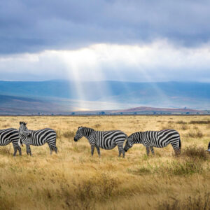 Zebra at Ngorongoro Crater