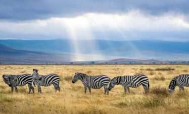 Zebra at Ngorongoro Crater