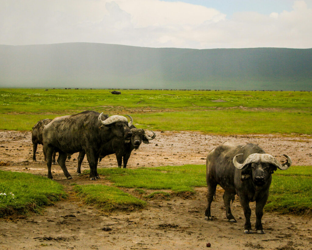 Buffalo in the Serengeti