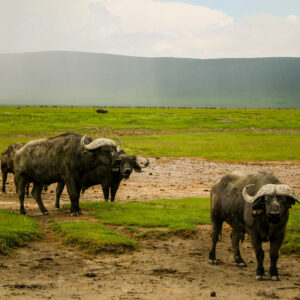 Buffalo in the Serengeti