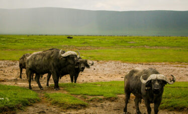 Buffalo in the Serengeti