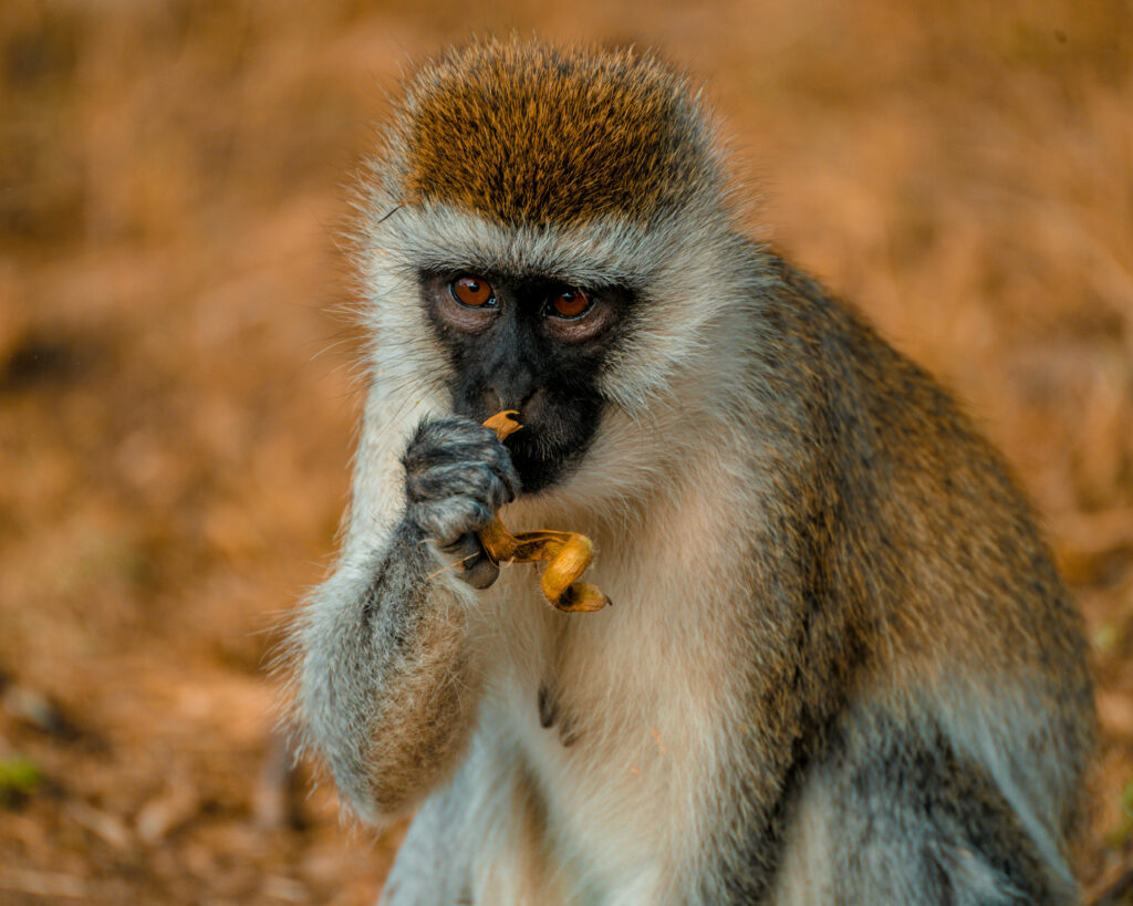 Colobus monkey in Arusha National Park