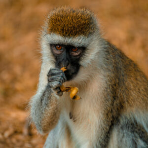 Colobus monkey in Arusha National Park