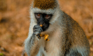Colobus monkey in Arusha National Park