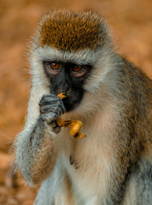 Colobus monkey in Arusha National Park