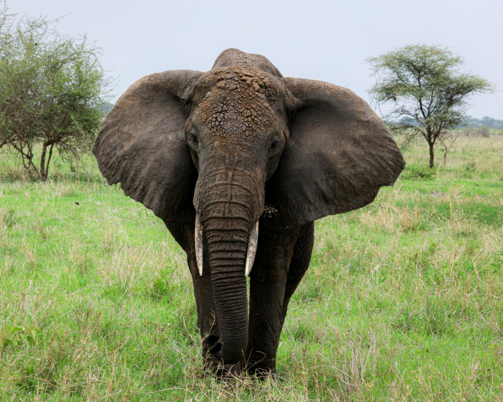 Elephants in the Serengeti
