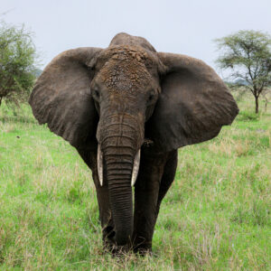 Elephants in the Serengeti