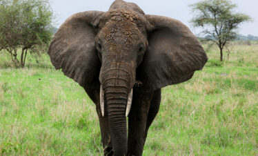 Elephants in the Serengeti