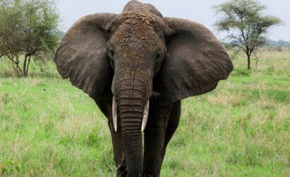 Elephants in the Serengeti