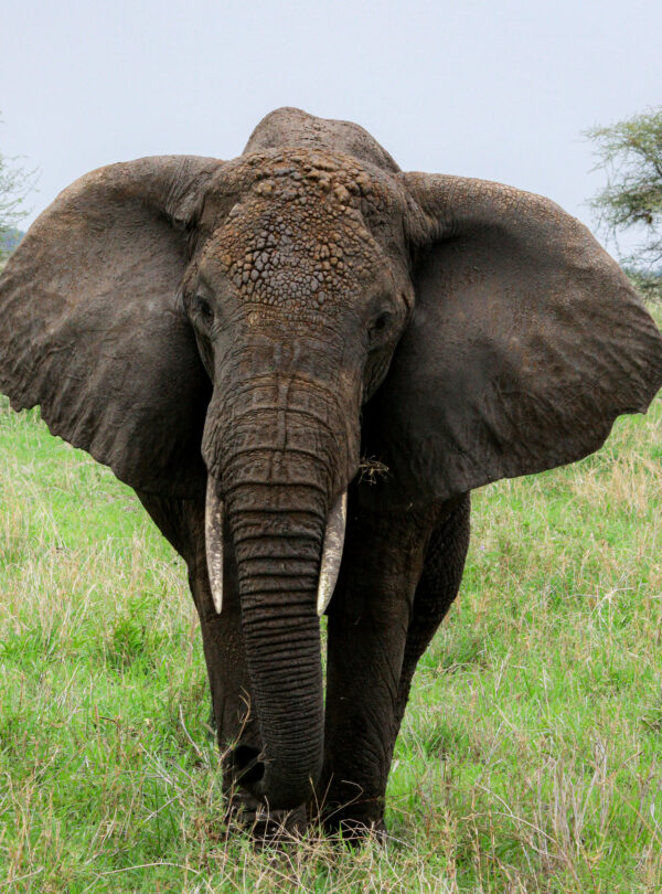 Elephants in the Serengeti