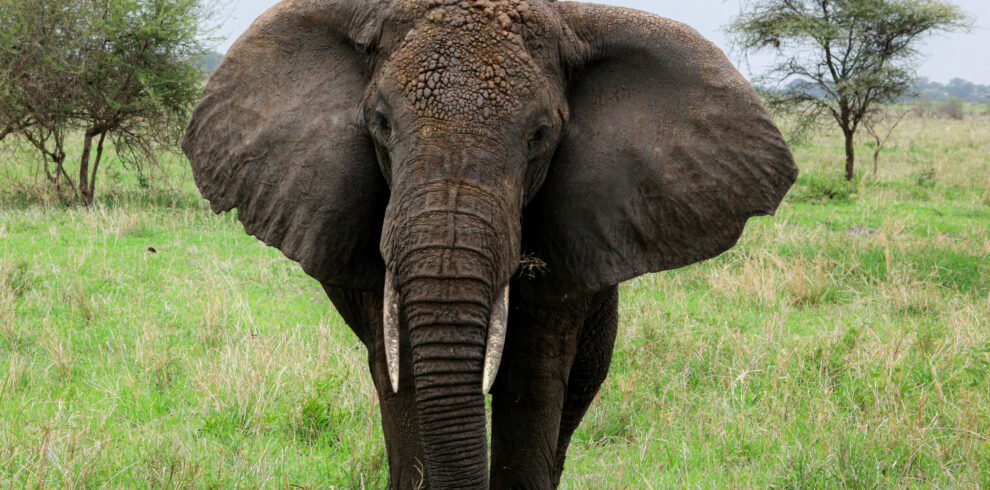 Elephants in the Serengeti