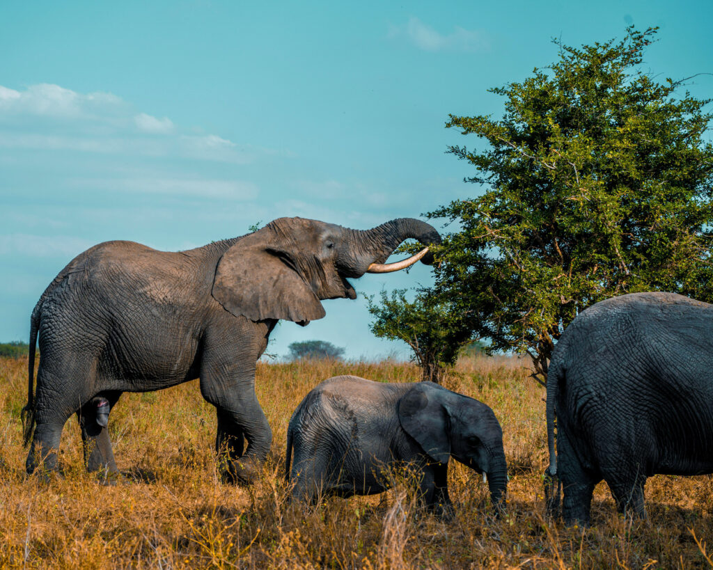 Elephant and baby eating from a baobab tree