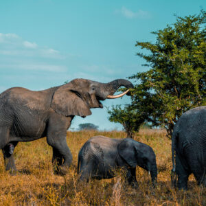 Elephant and baby eating from a baobab tree