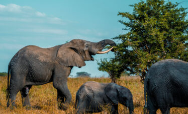 Elephant and baby eating from a baobab tree