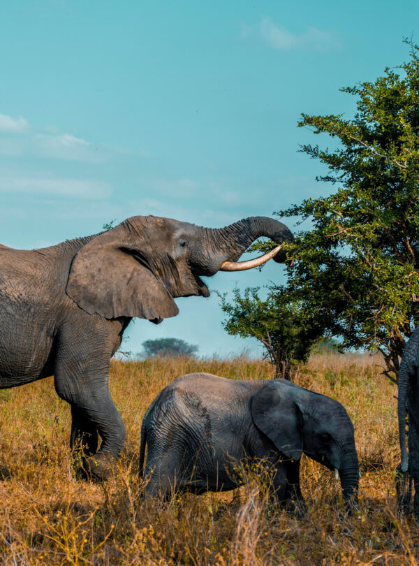 Elephant and baby eating from a baobab tree