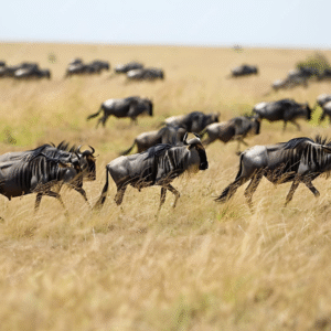 Wildebeest crossing Serengeti plains during the Great Migration