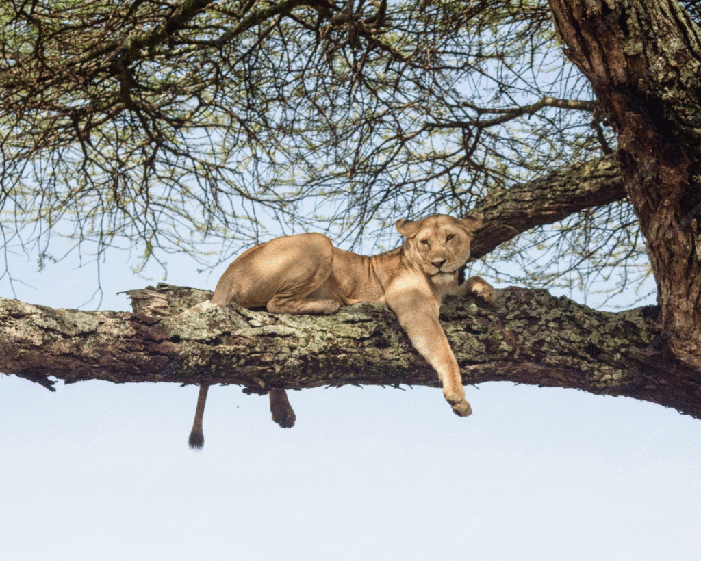 Lion resting on a tree branch in Lake Manyara National Park