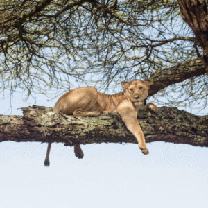 Lion resting on a tree branch in Lake Manyara National Park