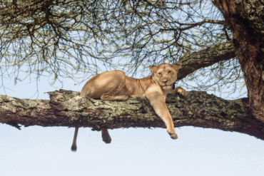 Lake Manyara Day Trip Cost – Lion Resting on Tree