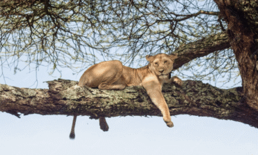 Lion resting on a tree branch in Lake Manyara National Park