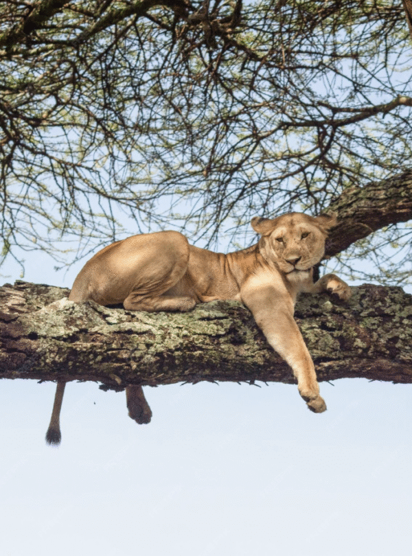 Lion resting on a tree branch in Lake Manyara National Park