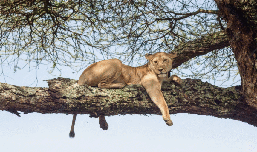 Lake Manyara Day Trip Cost: Complete Guide, Itinerary & Prices
