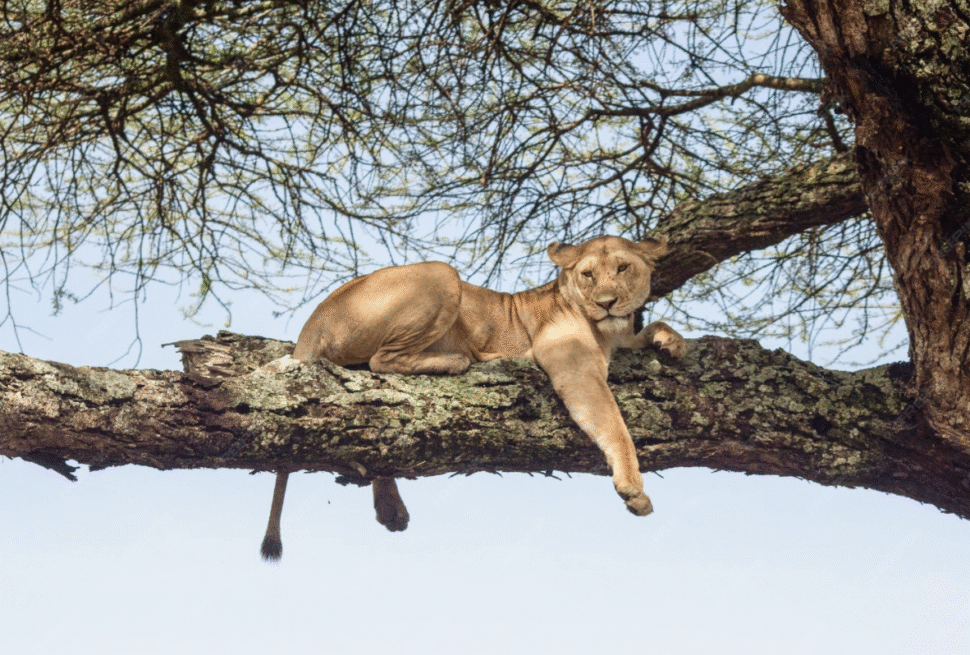 Lake Manyara Day Trip Cost – Lion Resting on Tree