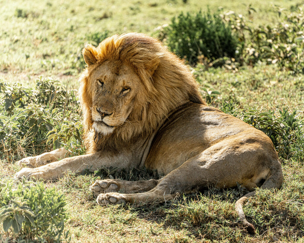 A Lion relaxes in the Serengeti