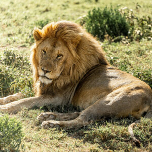 A Lion relaxes in the Serengeti